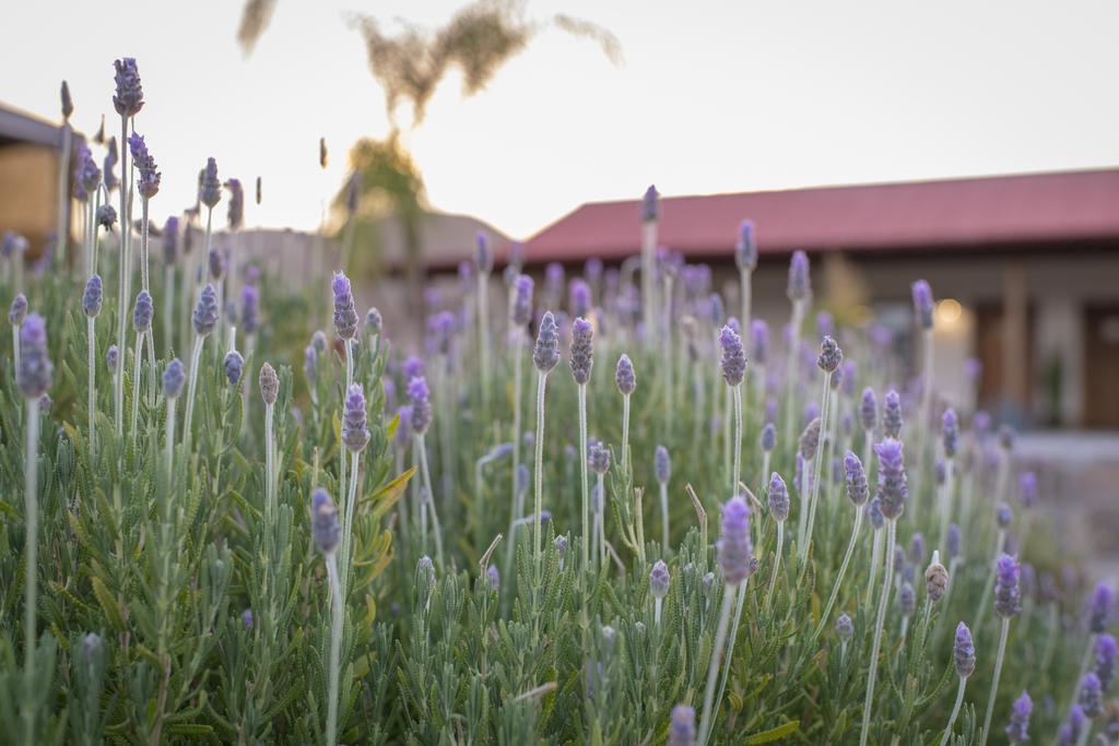 Terra Del Valle Bed & Breakfast Valle de Guadalupe Exterior foto